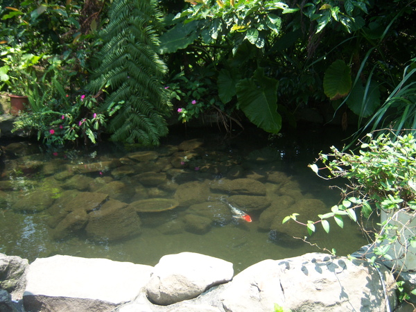 沿途の小魚池