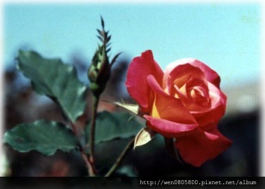 薔薇 薔薇