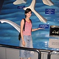 海洋公園的鯊魚尾巴