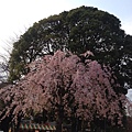 上野公園垂櫻