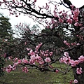 兼六園櫻花.jpg