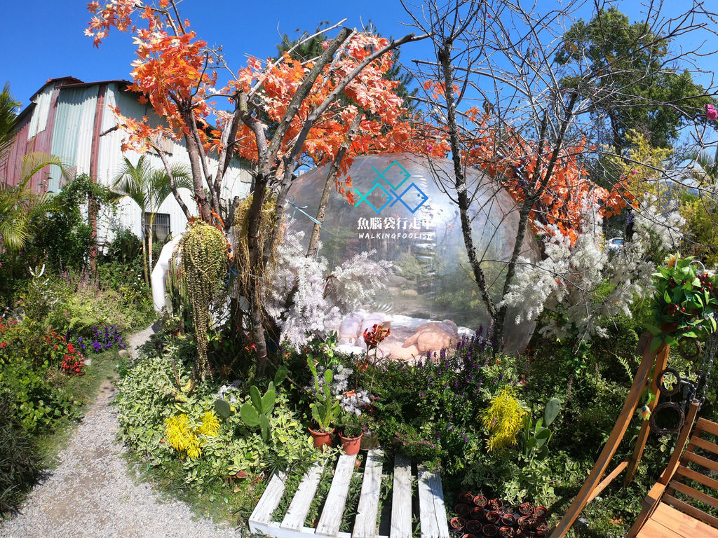 多肉秘境,南投埔里,清境高空景觀步道,明琴清境莊園,DIY課程,肆盒院貨櫃屋,妮娜巧克力清境創始店,南投,埔里,泡泡屋,IG打