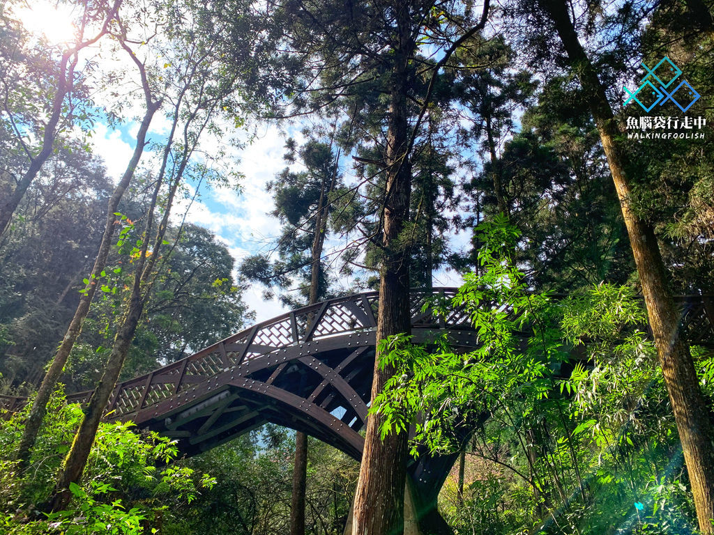 溪頭森林遊樂區,溪頭自然教育園區,森林步道,神木步道,彩虹橋步道,空中走廊,南投鹿谷,南投,鹿谷,溪頭森林園區,森林浴,健行,神木