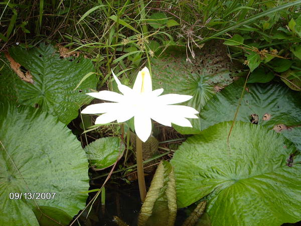 父親的蓮花池