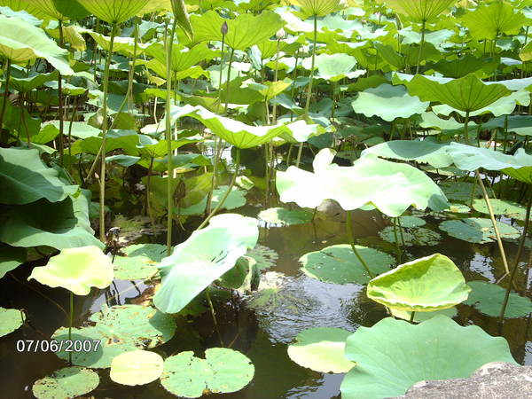 植物園