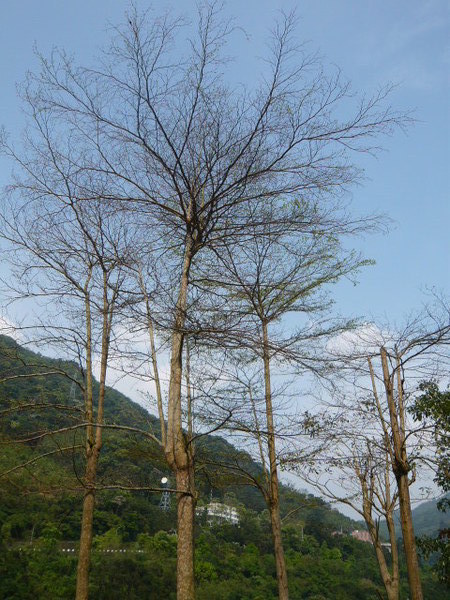 桂山電廠 