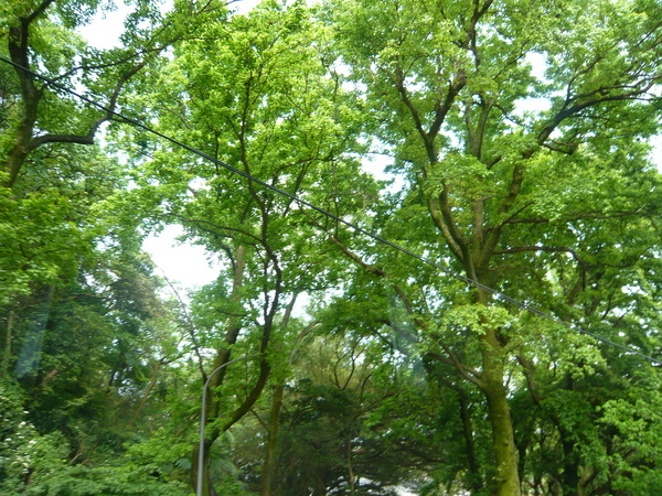 2008.春之大屯自然公園