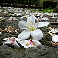 2008.5.4油桐花 054.jpg