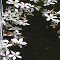 2008.5.4油桐花 026.jpg