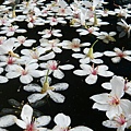 2008.5.4油桐花 049.jpg