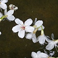 2008.5.4油桐花 067.jpg