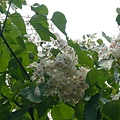 2008.5.4油桐花 087.jpg