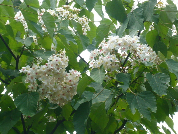 2008.5.4油桐花 085.jpg