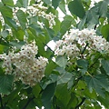 2008.5.4油桐花 085.jpg