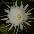 2008.8.9曇花 042.jpg