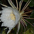 2008.8.9曇花 030.jpg