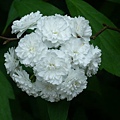 2008.5.3植物園 013.jpg