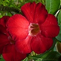 2008.5.3植物園 040.jpg