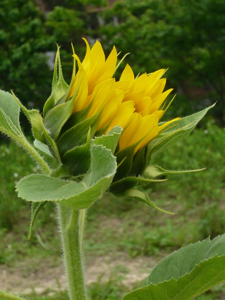 2008.5.4台大校園 047.jpg