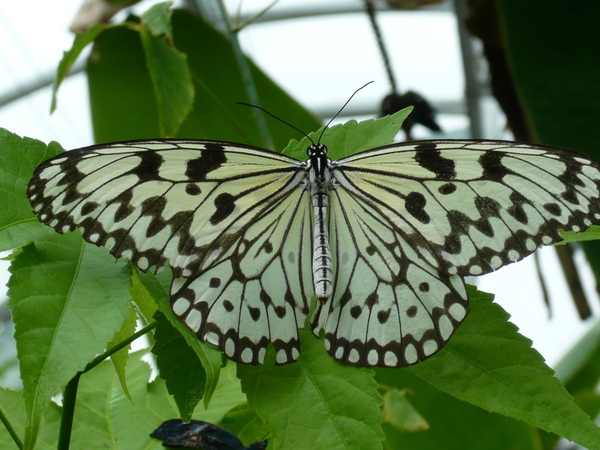 2008.6.2動物園 062.jpg