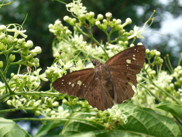 2008.6.29和美山、仙跡岩 048.jpg