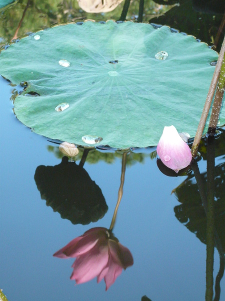 2008.11.05植物園 079.jpg