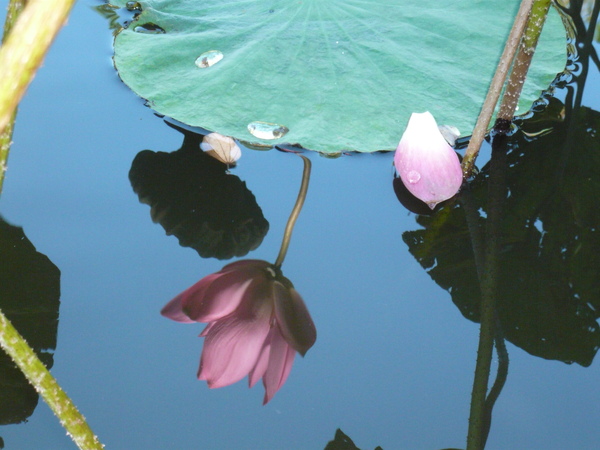 2008.11.05植物園 078.jpg