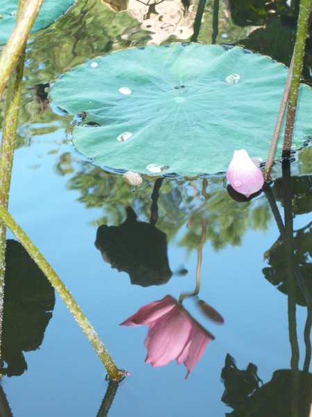 2008.11.05植物園 077.jpg