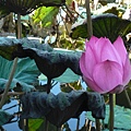 2008.11.05植物園 070.jpg