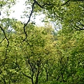 2008.春之大屯自然公園 014.jpg