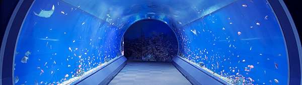 大家都不知道的日落及夜景之 大阪海遊館 日本最壯觀的水族館之一交通及門票說明 豆子醬遊世界 痞客邦