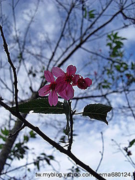 201011奧萬大賞楓去 - 環境篇14