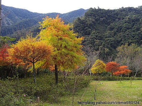 201011奧萬大賞楓去 - 環境篇04