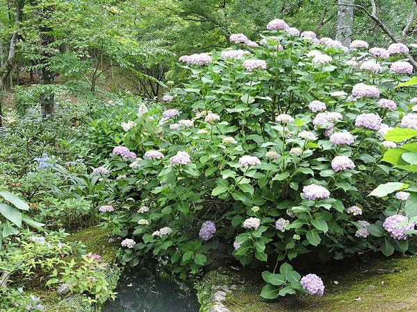 嵐山天龍寺-紫陽花2