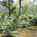 嵐山天龍寺-紫陽花1