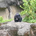 台灣黑熊 [ 它在剔牙 ]