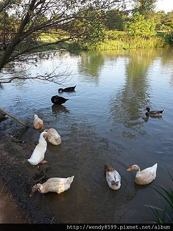 八德埤塘公園9