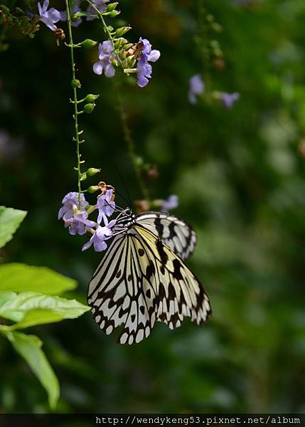 20130911_飛牛牧場_3616.JPG