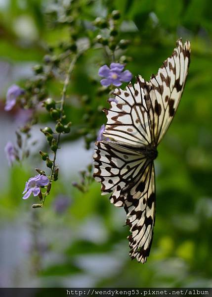 20130911_飛牛牧場_3633.JPG