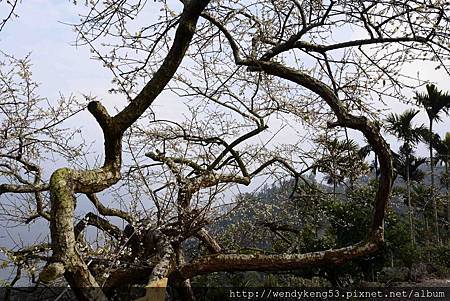 20140109_烏松崙梅園_8637.JPG