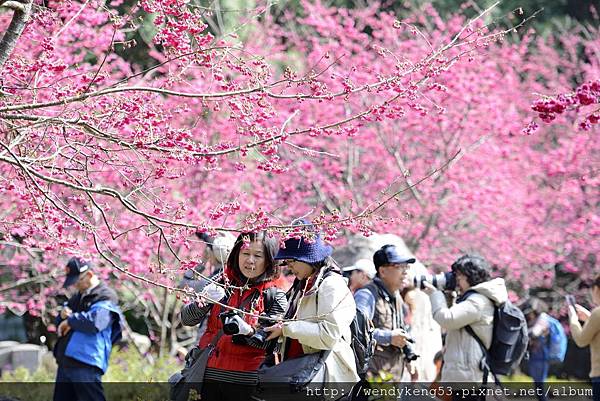 20150211_九族櫻花_5278.JPG