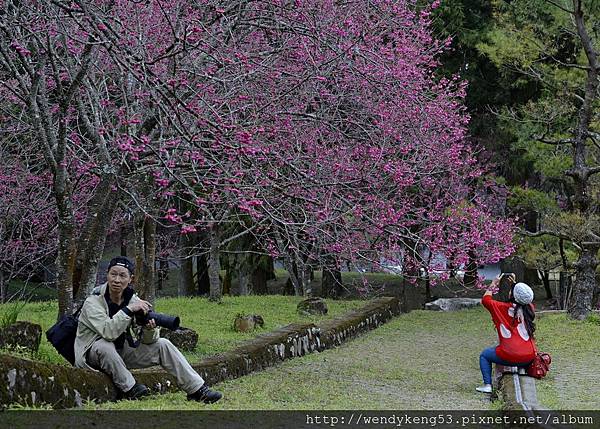 20150211_九族櫻花_5319.JPG