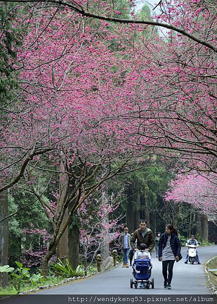 20150211_九族櫻花_5387.JPG