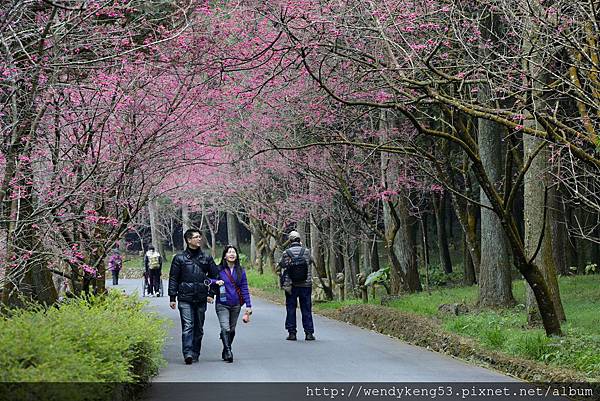 20150211_九族櫻花_5389.JPG