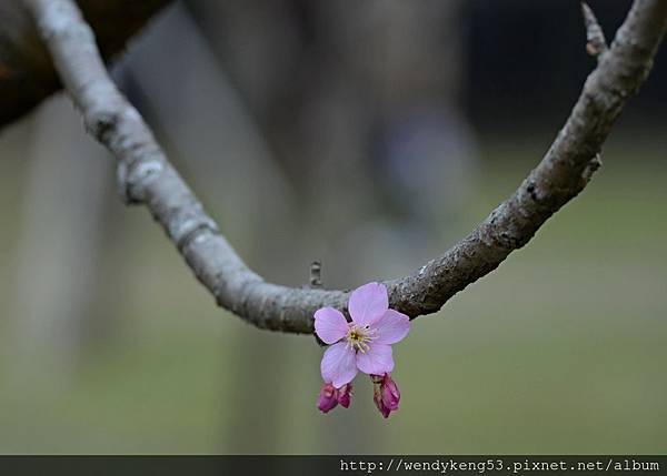 20150211_九族櫻花_5406.JPG