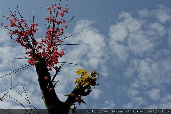 20150401_台北奧萬大_5795.JPG