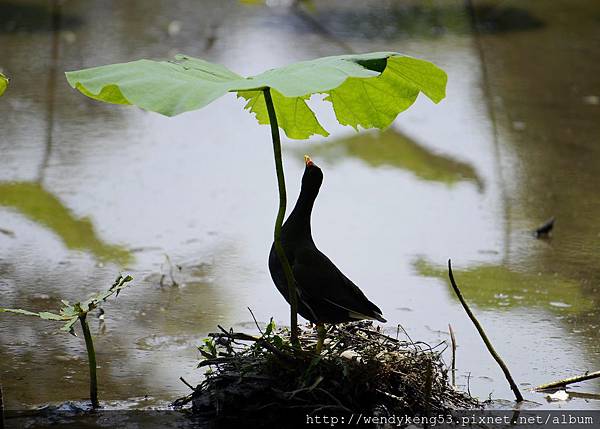 20150513_台北植物園_6905.JPG