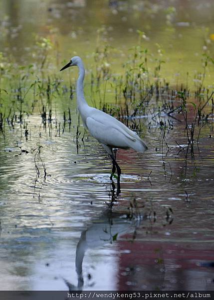 20150513_台北植物園_6931.JPG