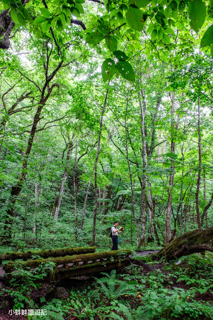 日本東北仙台青森美食孝親之旅 Part 3- 青森奧入瀨溪一