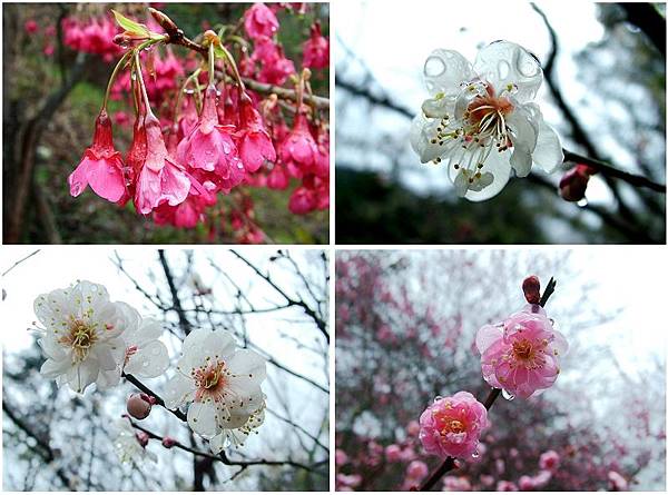 花圖組-01.jpg 花圖組-01.jpg